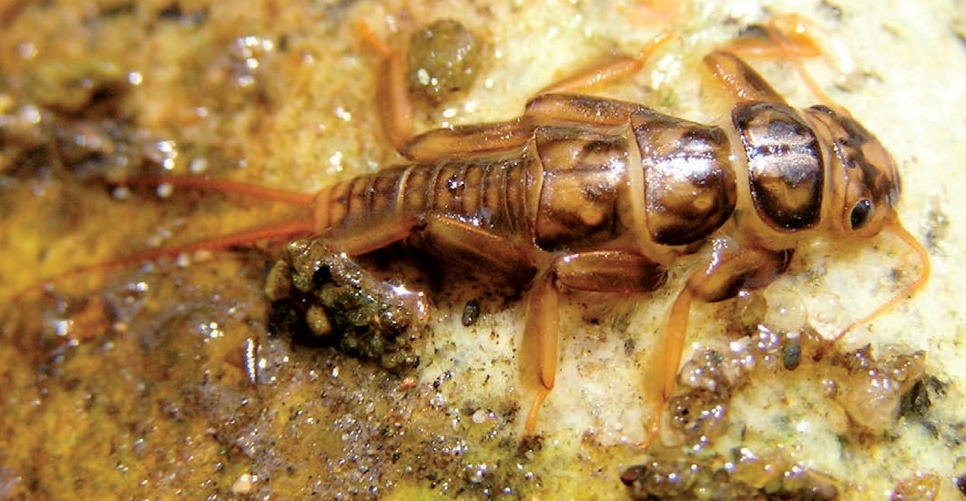 Foto invertebrado bentónico