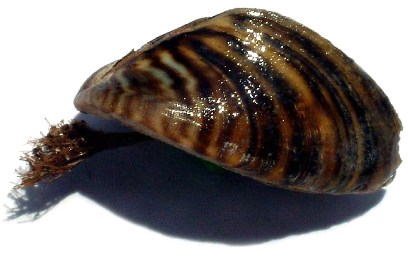 Fotografía del mejillón cebra